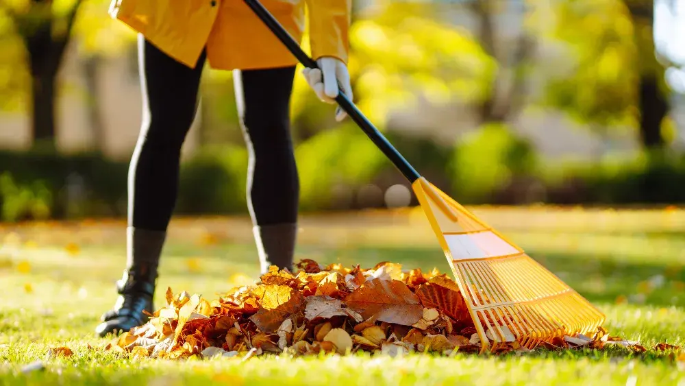 fall-leaves-4-1-jpeg-3