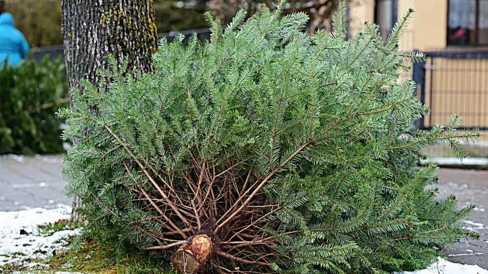 christmas-tree-3-jpeg-2