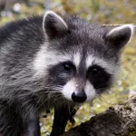 By: Big Cypress National Preserve