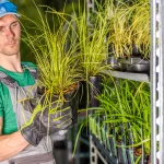 male-worker-stocking-up-plants-on-shelves-in-greenhouse
