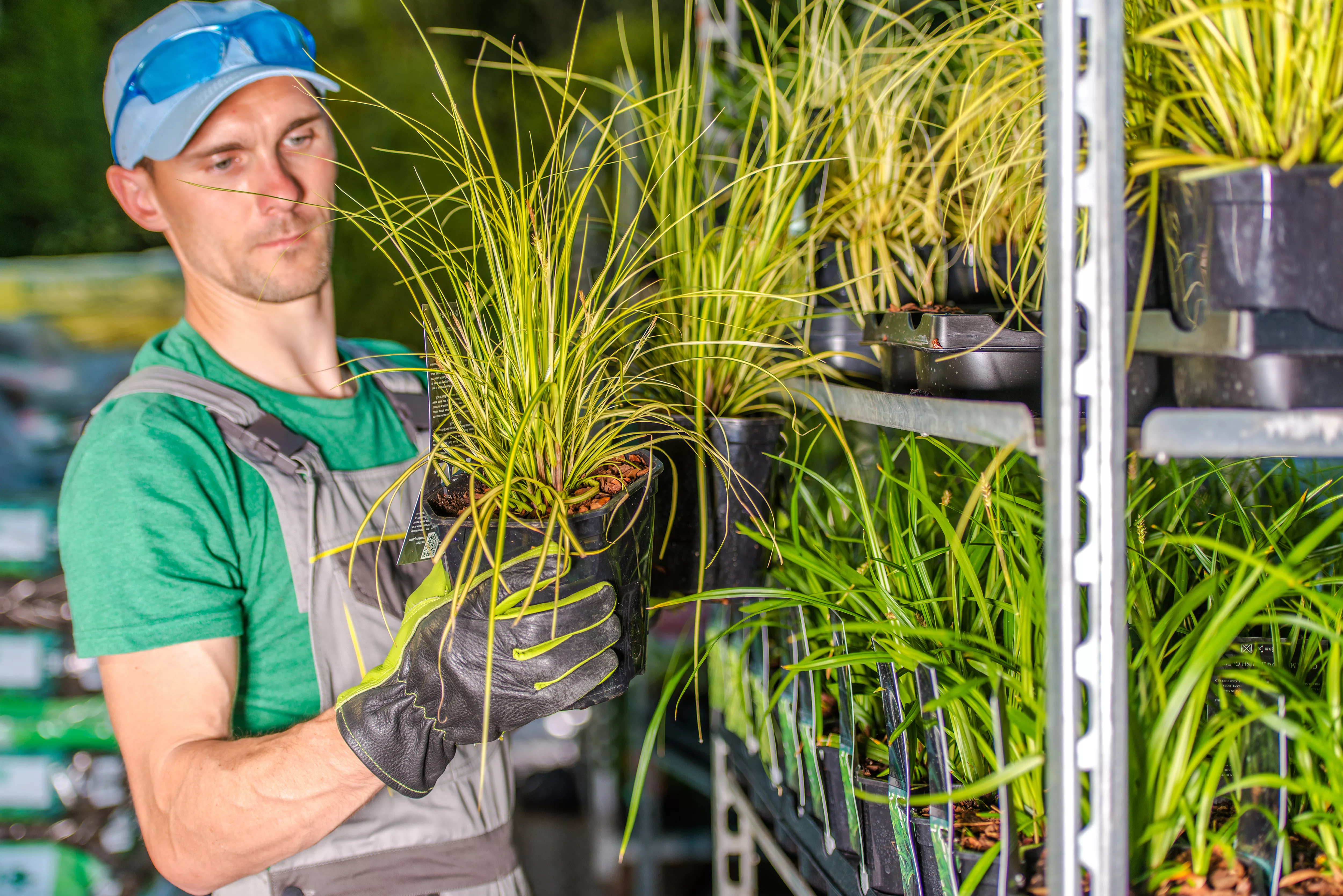 male-worker-stocking-up-plants-on-shelves-in-greenhouse