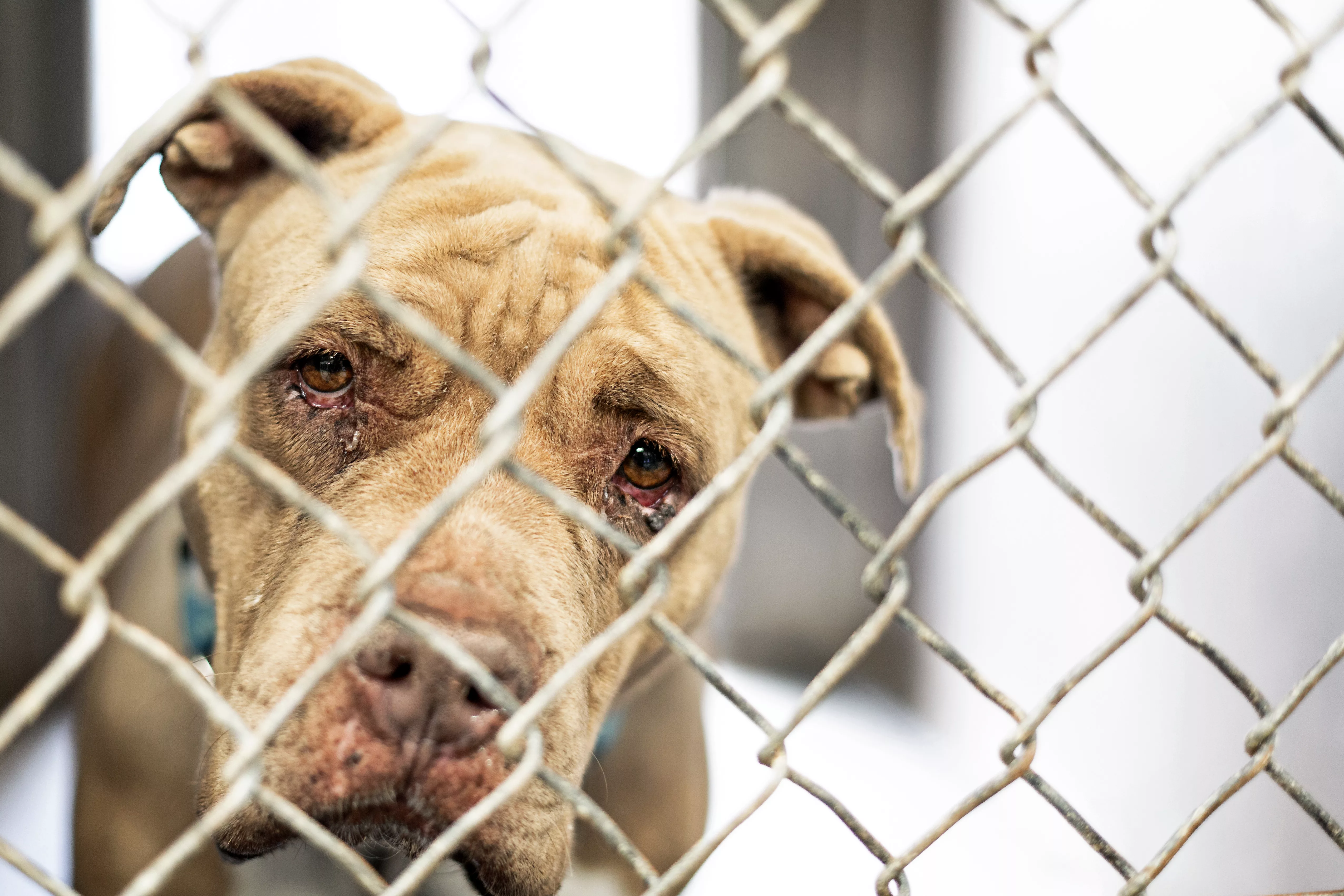 sad-old-homeless-dog-in-shelter-kennel