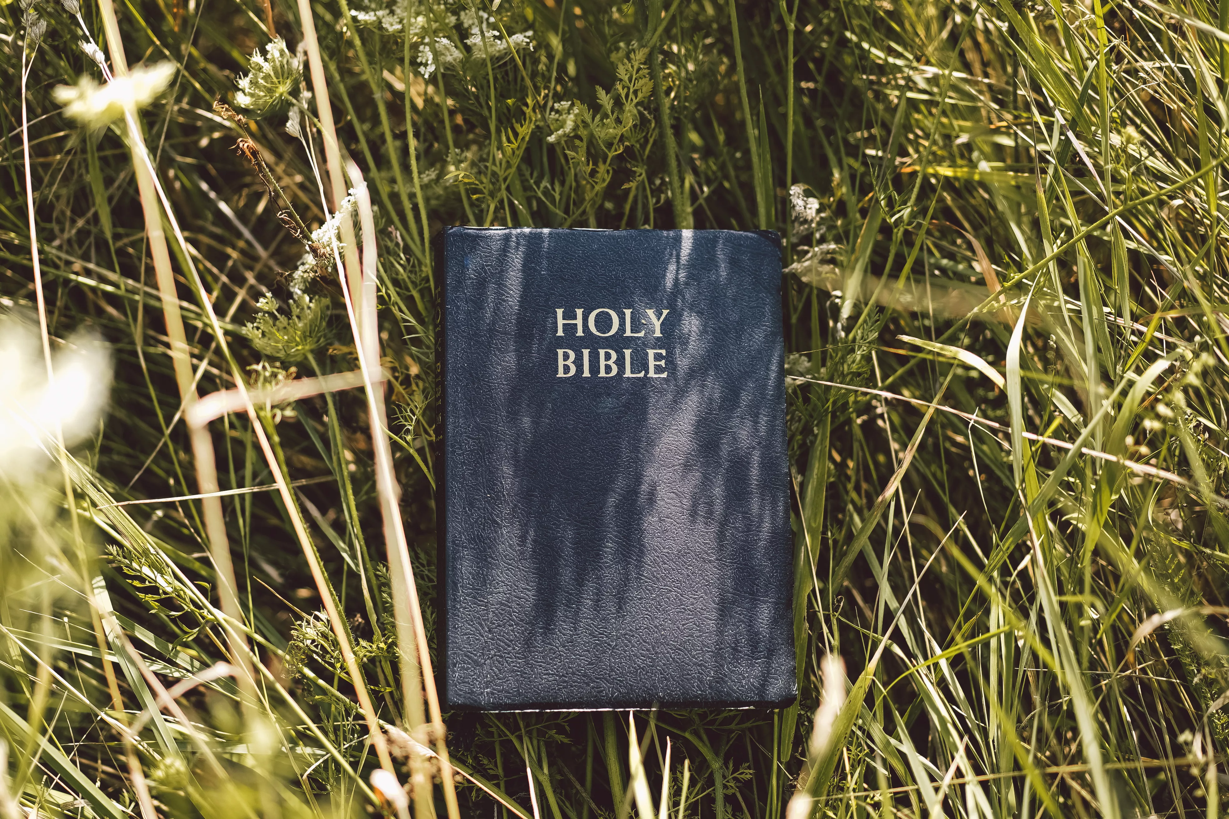 Bible in the grass, like those distributed by gideons international