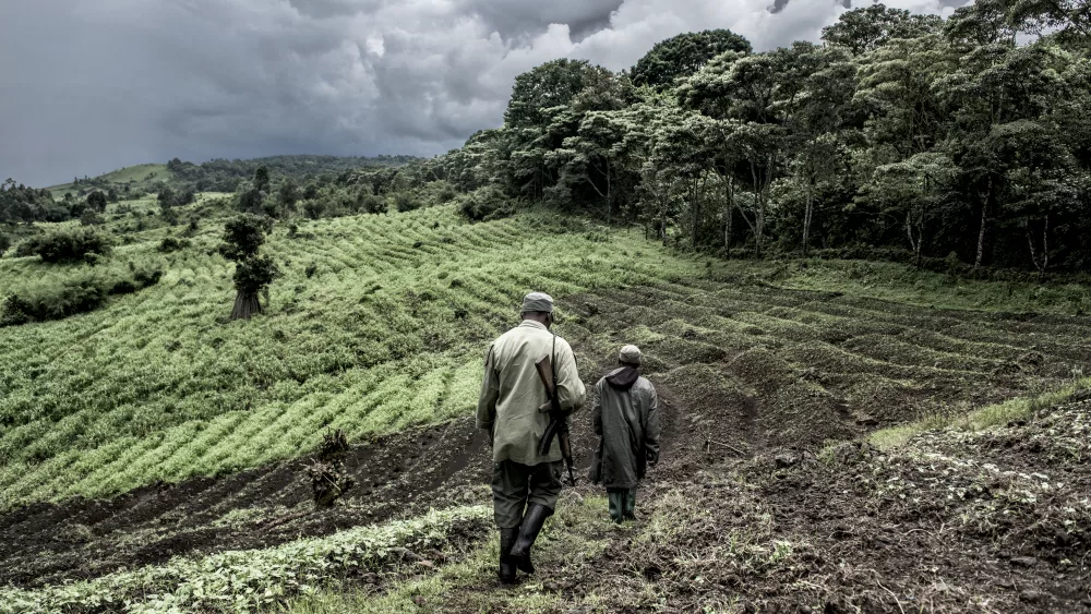 guide-in-old-growth-forest-in-nord-kivu-drc
