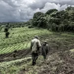 guide-in-old-growth-forest-in-nord-kivu-drc