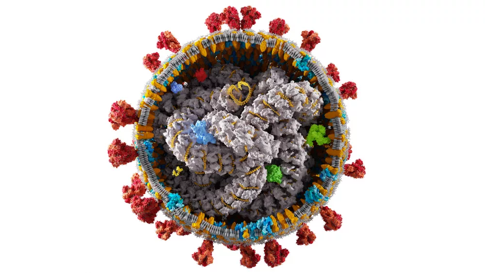 interior-structure-of-coronavirus-covid-19-covid-corona-virus-cell