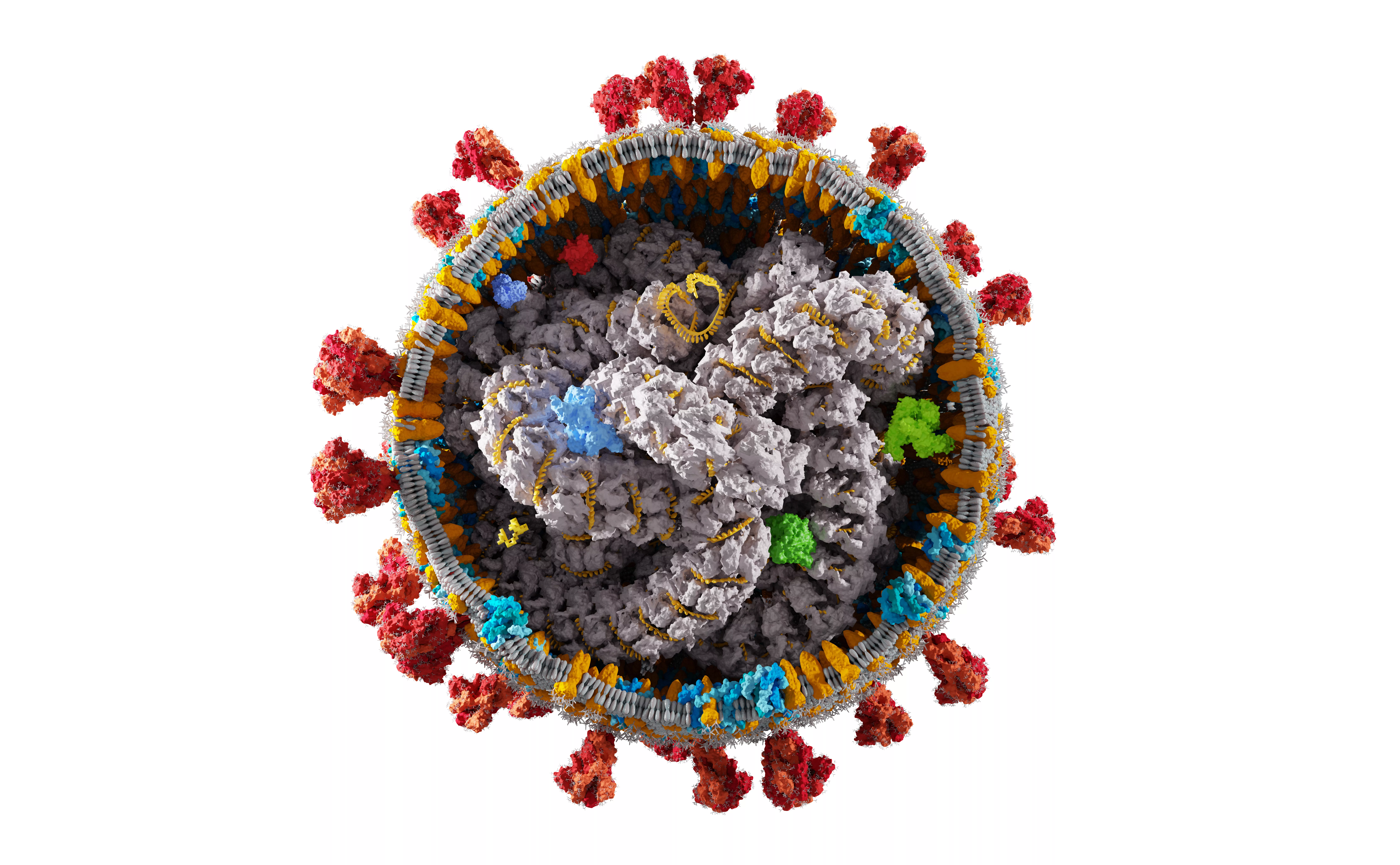interior-structure-of-coronavirus-covid-19-covid-corona-virus-cell