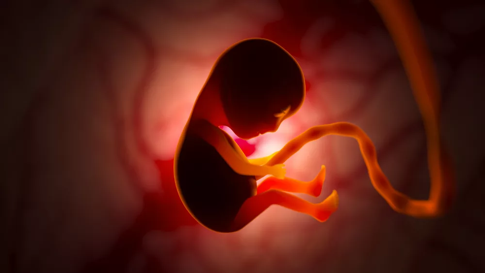 the-development-of-a-human-embryo-inside-the-womb-during-pregnancy-little-baby-3d-illustration