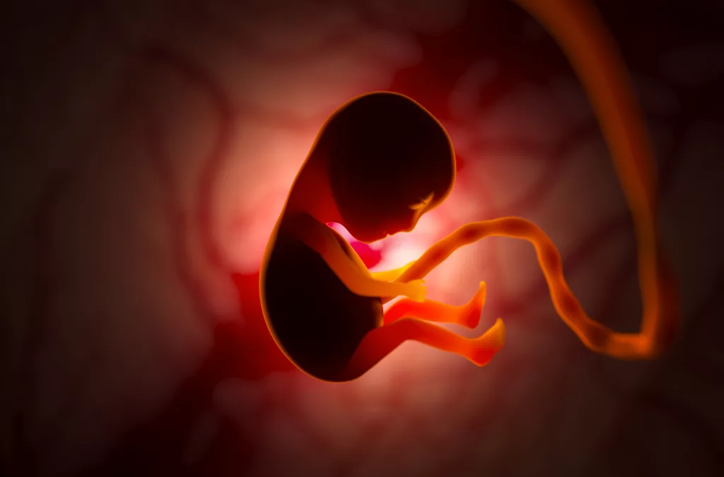 the-development-of-a-human-embryo-inside-the-womb-during-pregnancy-little-baby-3d-illustration