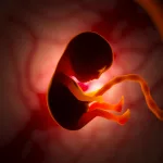 the-development-of-a-human-embryo-inside-the-womb-during-pregnancy-little-baby-3d-illustration