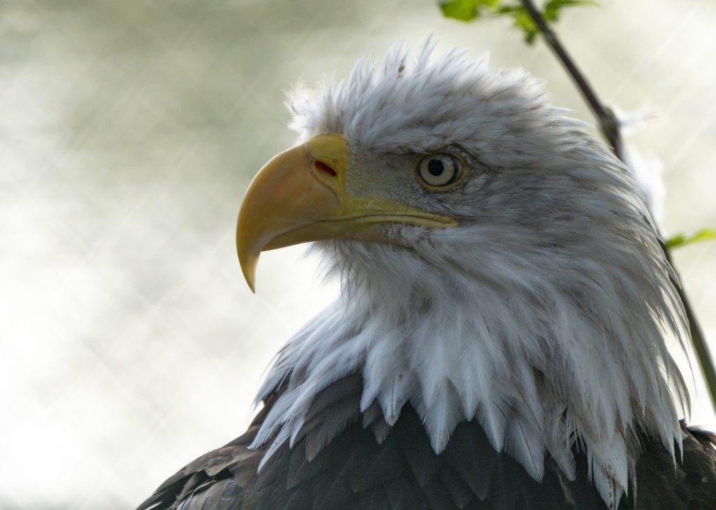 Bald Eagle Rescued Grafts Flies Again | KLZ - Denver, CO