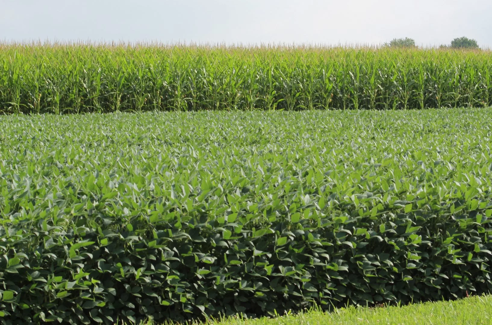 aug-19-corn-and-beans-dairyland.webp