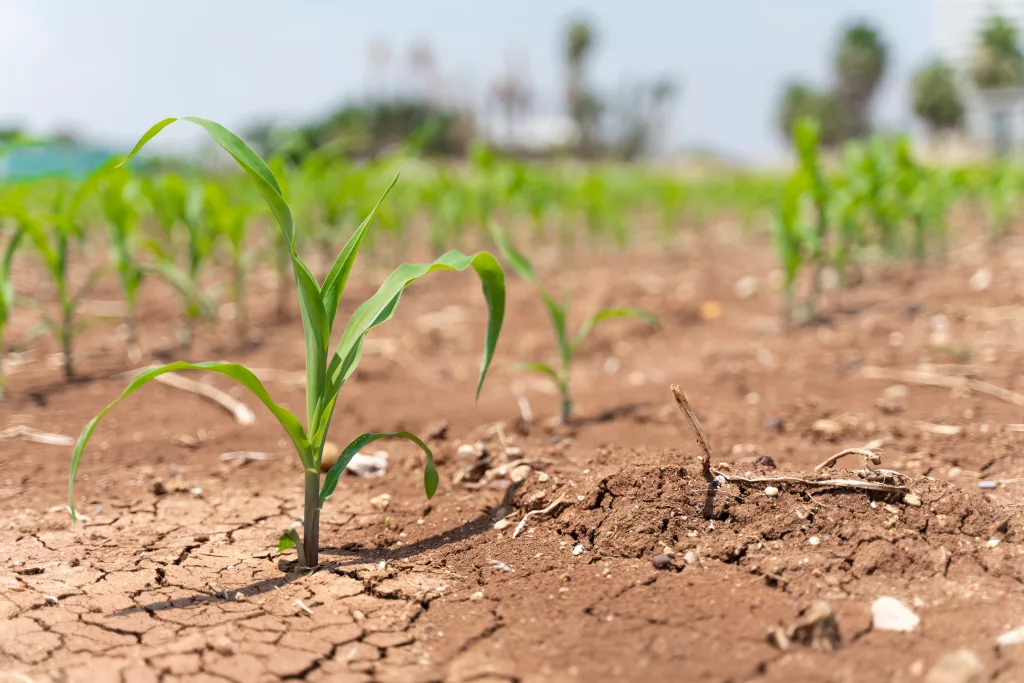 soil-crusting-corn.webp