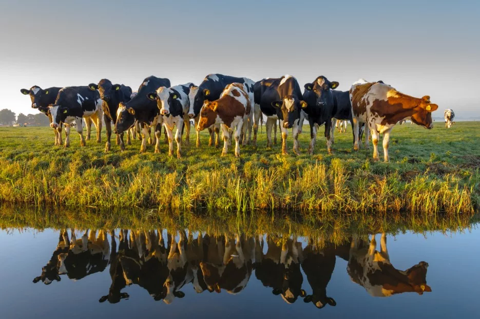 cows-at-water1
