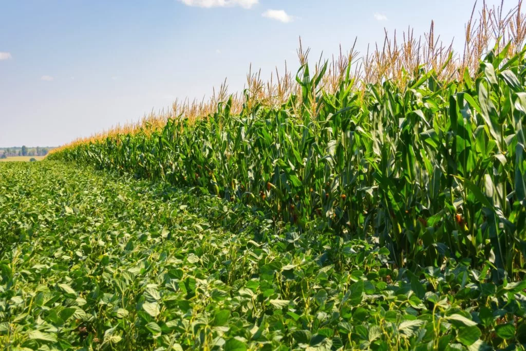 CORN-AND-SOYBEAN-CROPS-SIDE-BY-SIDE-1024x6831-1.webp