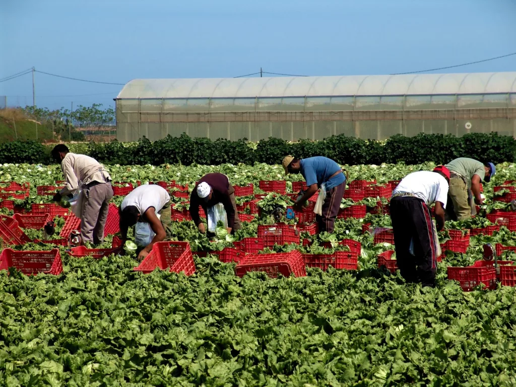 picking-lettuce