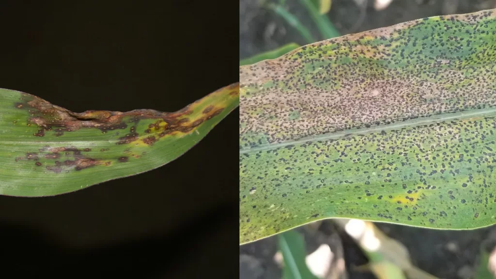 CORN-ANTRACNOSE-TAR-SPOT.webp