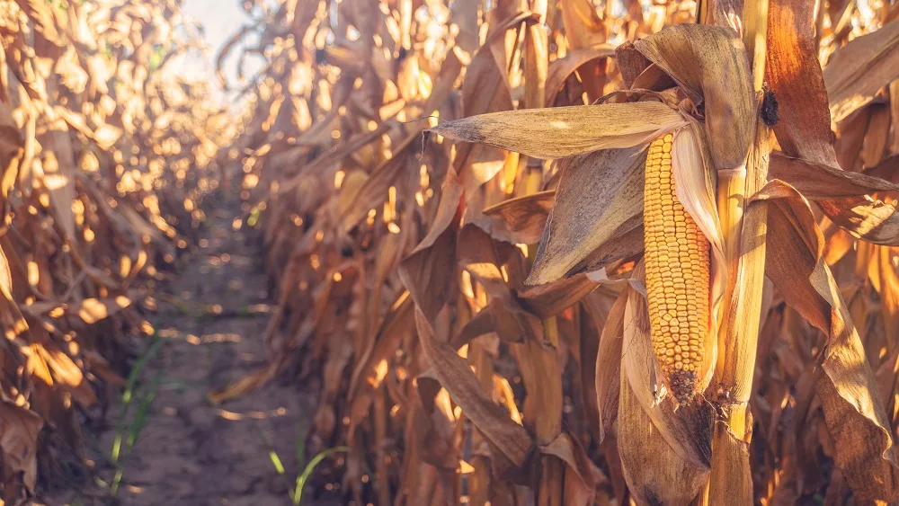 corn harvest mature