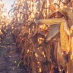 The Michigan Ag Today Podcast for 9/27/24