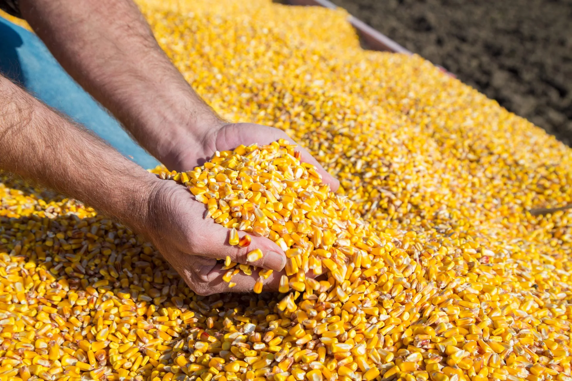 corn-harvest-photo-1-jpeg