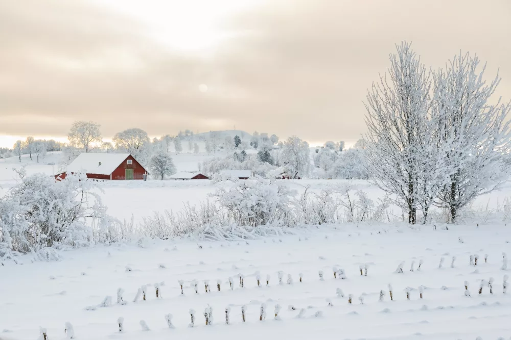 snow-farm-1000-jpg