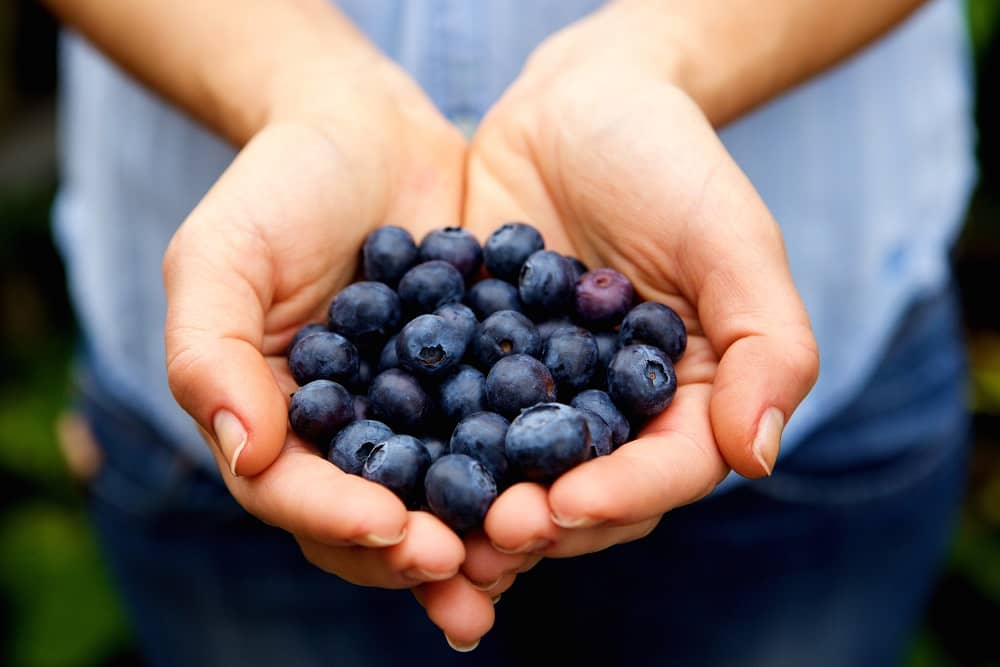 specialty crops blueberries