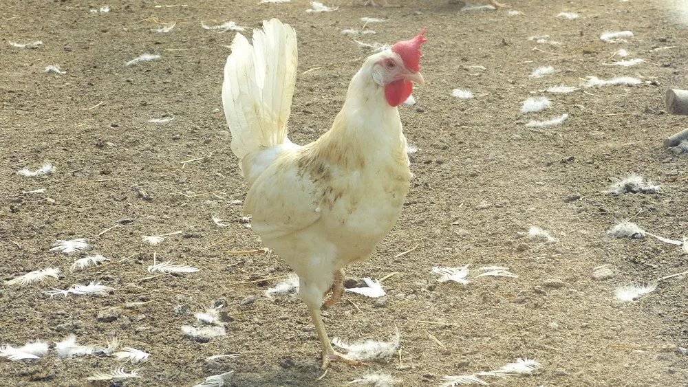 chicken