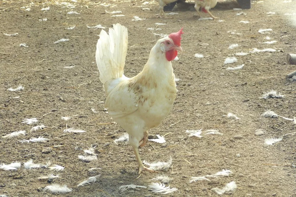 chicken