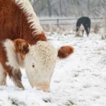 The Michigan Ag Today Podcast for 1/22/25