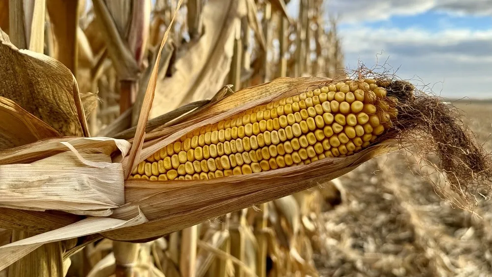corn ear harvest