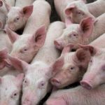The Michigan Ag Today Podcast for 9/12/24