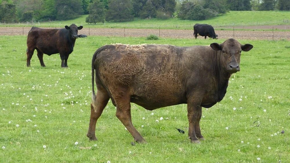 cattle-shelby-county-farm-photo-1-jpg-2