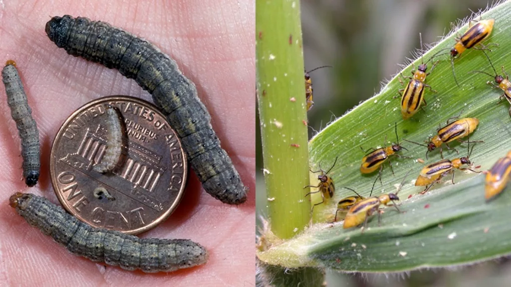 The Importance of Scouting for Black Cutworms, Western Corn Rootworms ...