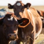 The Michigan Ag Today Podcast for 12/12/24