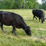 The Michigan Ag Today Podcast for 6/20/25