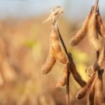 The Michigan Ag Today Podcast for 10/15/24