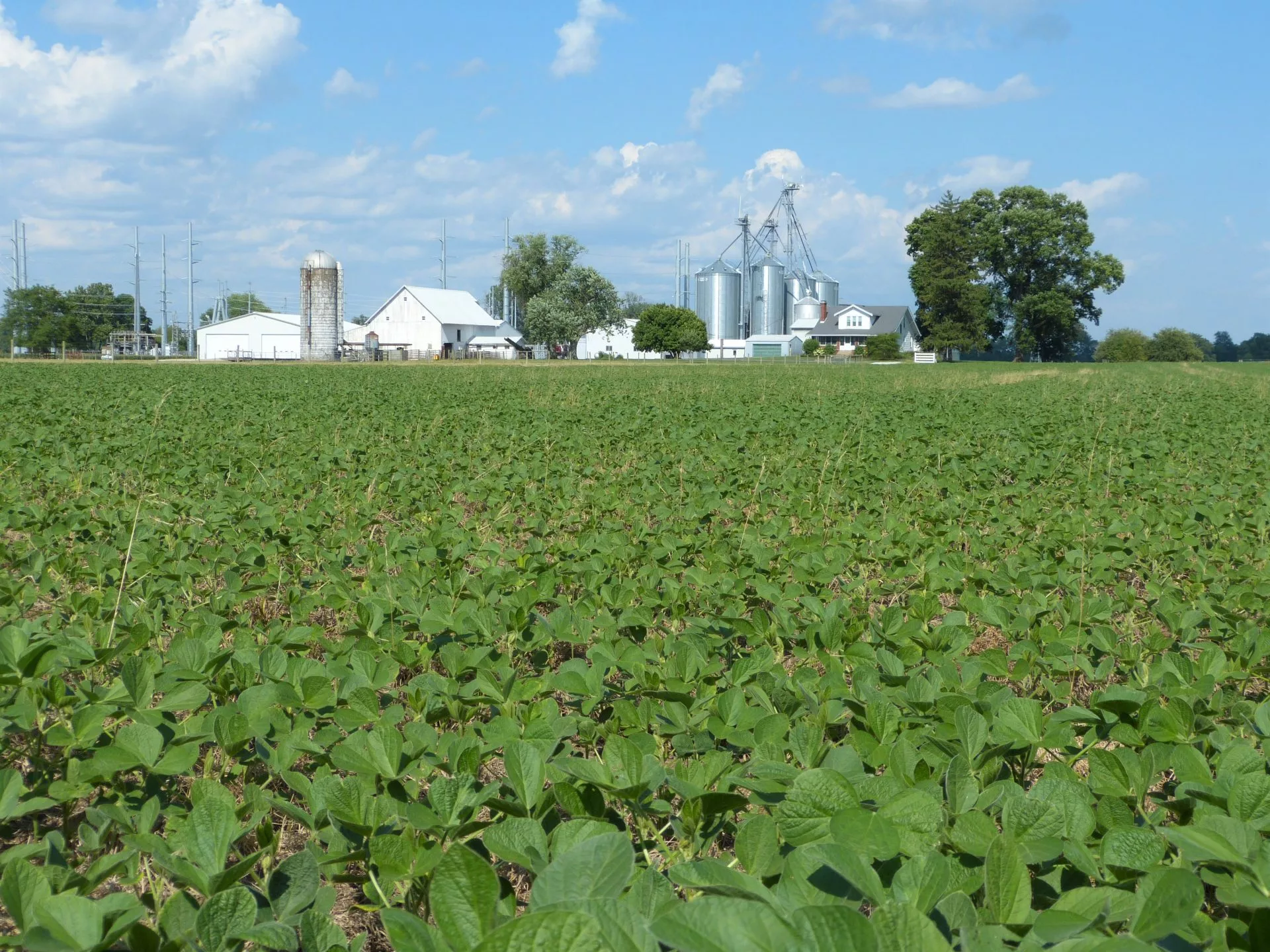 SOYBEAN-FIELD-AND-FARM-HOUSE-IN-JOHNSON-COUNTY