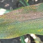 The Michigan Ag Today Podcast for 11/19/24