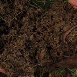 The Michigan Ag Today Podcast for 12/4/24