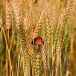 The Michigan Ag Today Podcast for 12/17/24