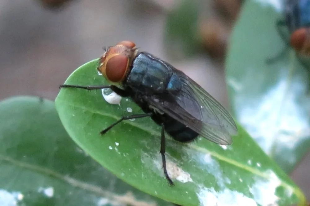 new-world-screwworm-usda-aphis-photo-jpg-2