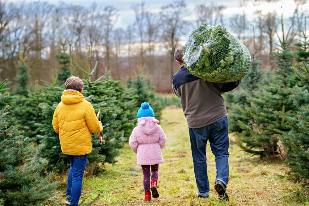 christmas-trees-photo-2-jpg-2
