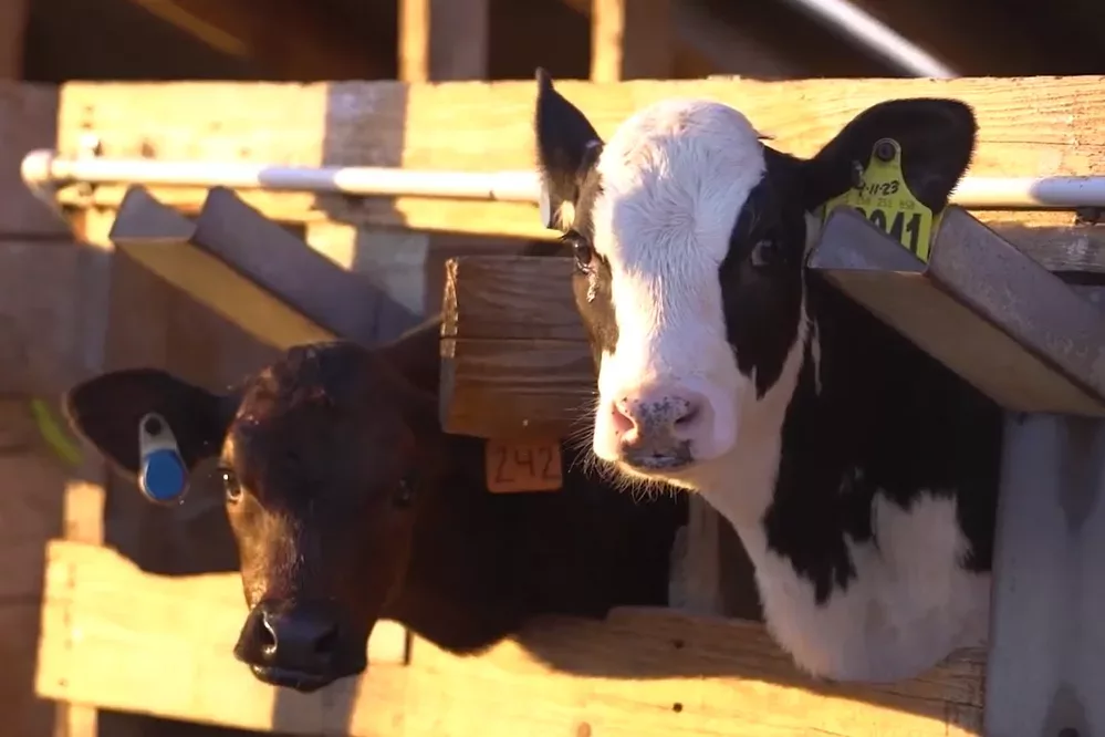 sensehub-dairy-png
