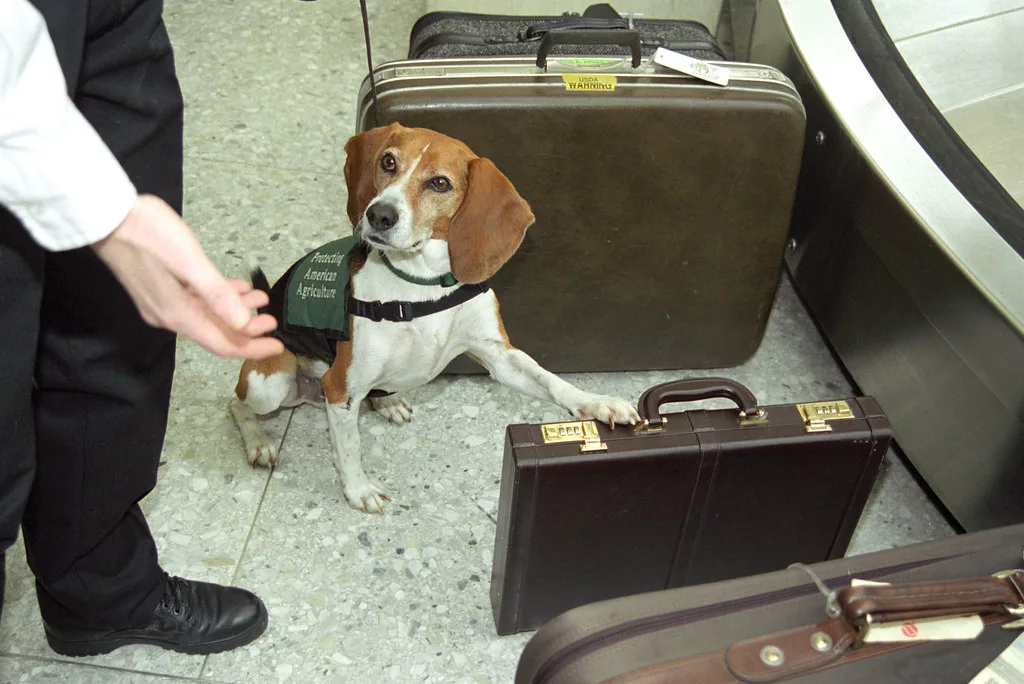 beagle-brigade-usda-photo-jpg