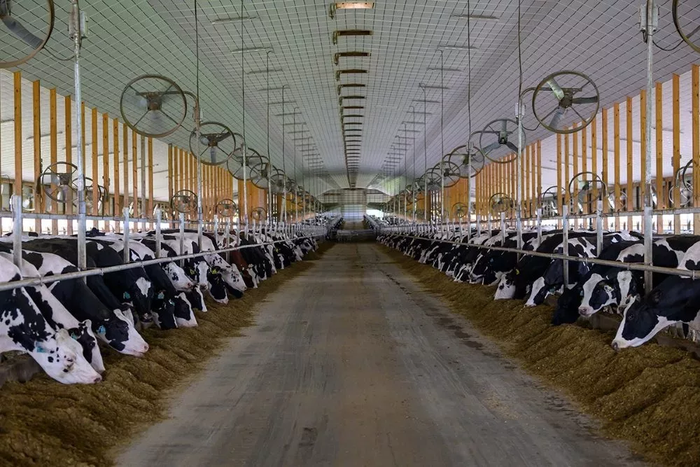 dairy