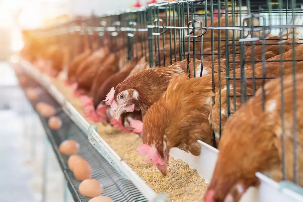 chickens-brown-eggs-resized-for-web-jpeg