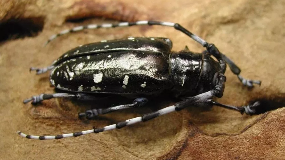 asian-longhorned-beetle-photo-1-jpg-2