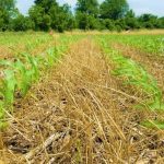 The Michigan Ag Today Podcast for 4/23/25