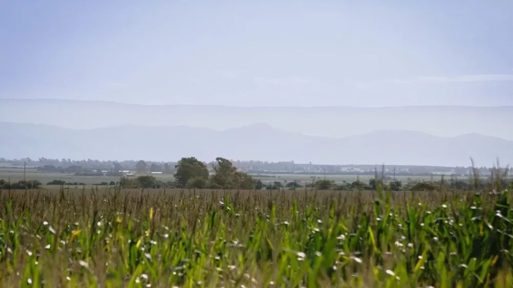 corn
