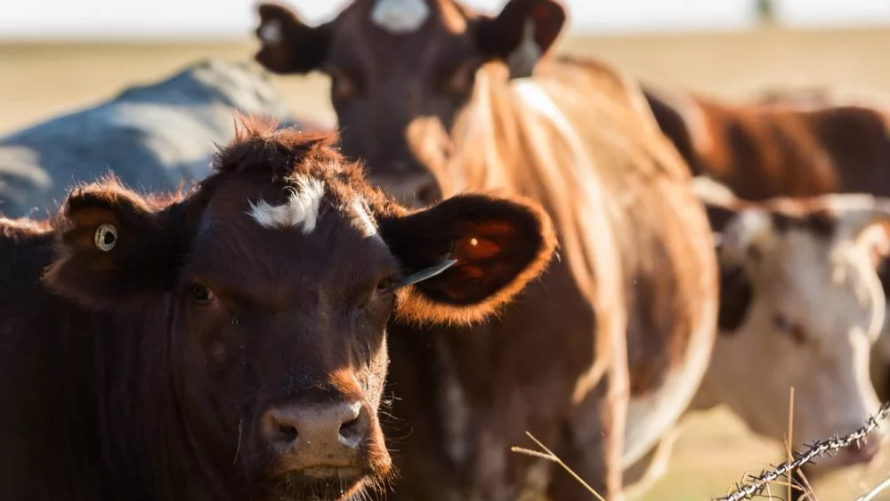 Beef cattle